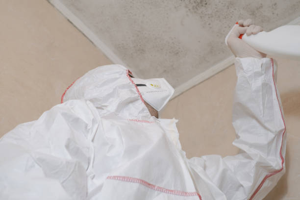 Professional Mold Prevention & Removal  in Marlinton, WV